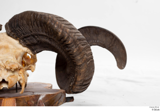 Skull Mouflon Ovis orientalis head horns skull 0035.jpg